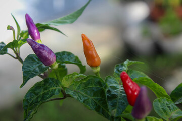 selective focus of colorful red orange purple chili trees bearing lots of fruit, outdoor in the garden