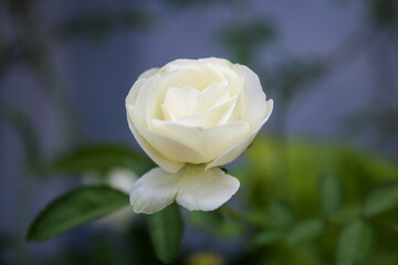 close up selective focus of white rose outdoor in the garden with blurred background