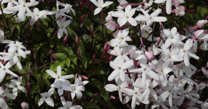 茉莉花 Images – Browse 67 Stock Photos, Vectors, and Video | Adobe