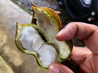 Balinese snow fruit from Bedugul, Bali, Indonesia