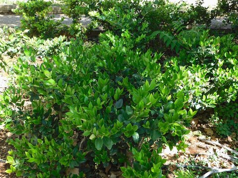 Wax leaf privet, or Ligustrum japonicum, plant, in a park in Athens, Greece
