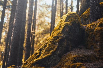 Mystical Sunlight on Mossy Rocks in a Serene European Forest