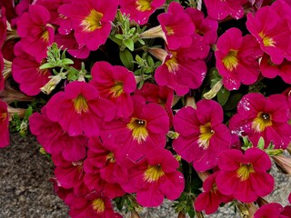bright flowers bloomed in the spring in the garden
