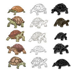 A set of vector drawings of a turtle. The vector illustration is in color and black and white on a white background.