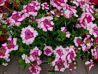 bright flowers bloomed in the spring in the garden