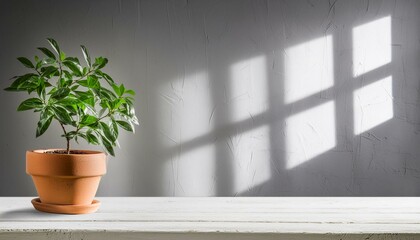 plant in a window, White desk of free space, wall with shadows, texture, background, Ai Generate
