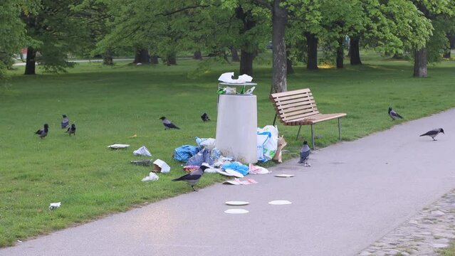 In the morning of spring, a flock of common jackdaws in the city park can be seen picking waste from the garbage. Human-produced municipal waste in the city.