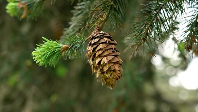 Cone of a Douglas fir with young green coniferous needles on a evergreen tree branch in morning woodland. Close up view
