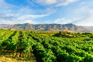 green rows of wineyard with grape on a winery during sunset with amazing mountains and clouds on...