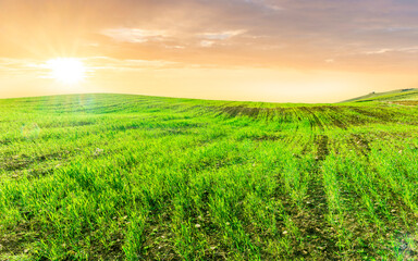 beautiful spring sunset in a green young field in a countryside farmland with salad grass covering hills and beautiful evening cloudy sky