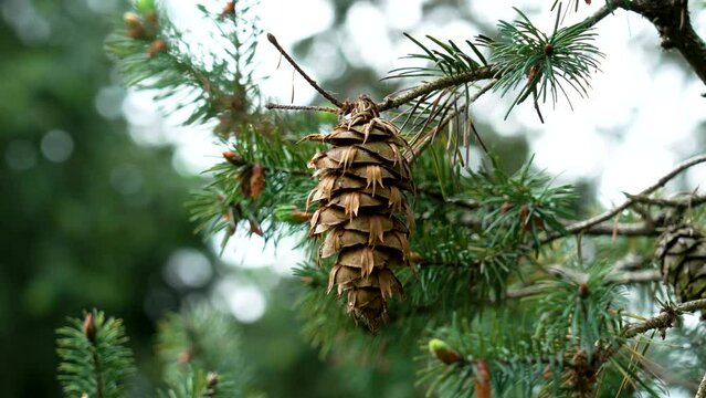 Green Douglas fir branch with Oregon pine cone. Coniferous tree in wild forest. Pseudotsuga menziesii in pinewood
