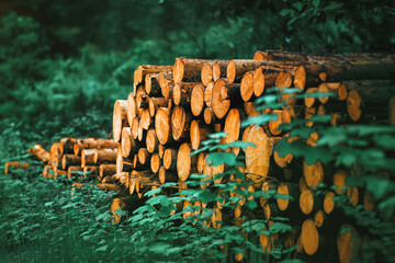 Firewood Stacks: Nature Power Source in the forest