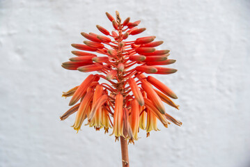Close up of the Aloe vera flower in Morocco
