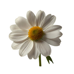 daisy isolated on white background