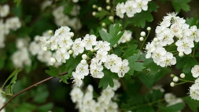 Blooming hawthorn tree branch with white flowers and buds with bright green foliage swaying in the wind in spring