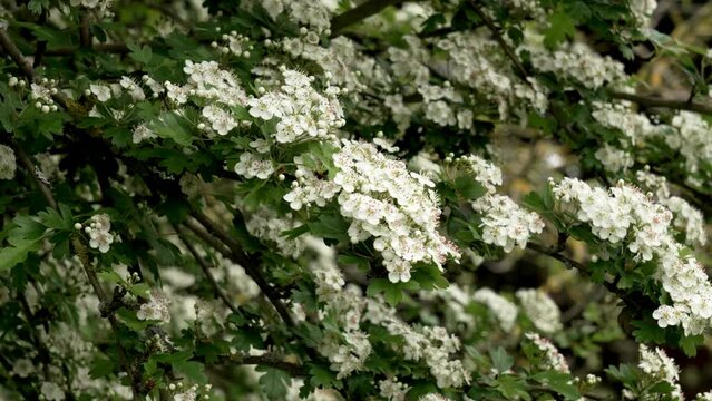 Blooming common hawthorn with beautiful white flowers on a springtime tree branch. Crataegus monogyna