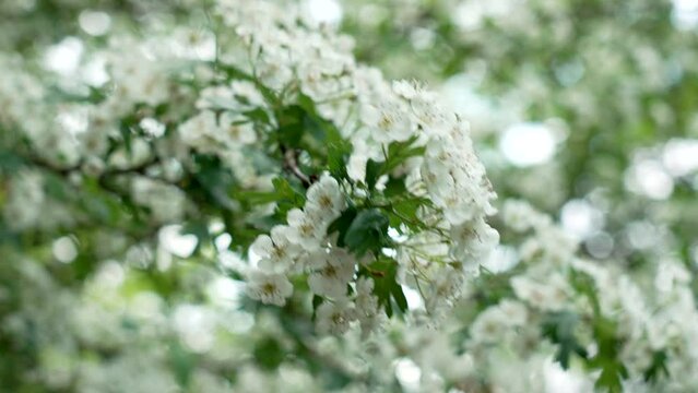 White flowers of bloomy hawthorn on a spring garden tree branch. Crataegus monogyna twig close up. Ecology concept