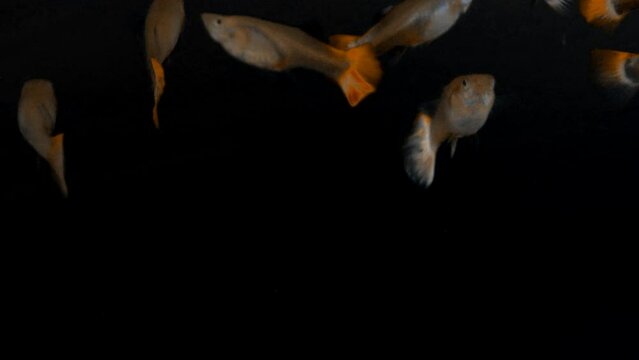 Female red-tailed tropicbird fish with multiple individuals.Alpha channel video
(guppy fish)