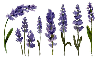 A collection of watercolor lavender stems in various stages of bloom, capturing the natural beauty and color variations of these fragrant flowers