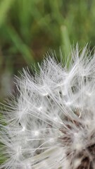 dandelion seed head