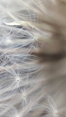 dandelion seed background