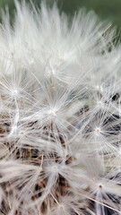 dandelion seed head