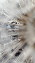 dandelion seed head