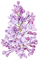 Fototapeta na wymiar Watercolor drawing of lilac. Hand drawn botanical illustration of Shringa vulgaris. Spring purple flowers for a romantic card. An aromatic plant for packaging soap, perfume, cosmetics.