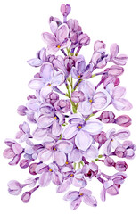 Watercolor drawing of lilac. Hand drawn botanical illustration of Shringa vulgaris. Spring purple flowers for a romantic card. An aromatic plant for packaging soap, perfume, cosmetics.