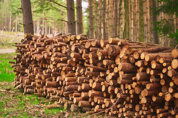 Woodland Lumber Awaits Collection