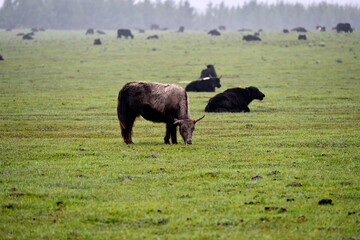 Cattle in the green grass
