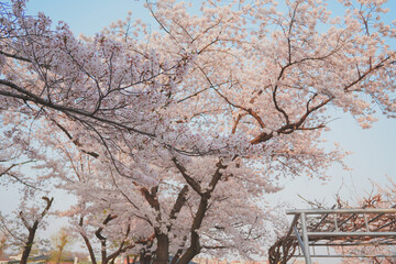 4월의 한국 벚꽃 풍경
