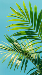 palm tree leaves, tree branches, branch, tropical leaves and branches