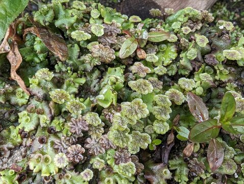 Common Liverwort (Marchantia polymorphs)