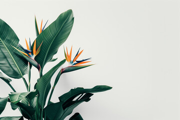 photo of the rare and endangered Strelitzia birds of paradise plant and flower, flawlessly depicted against a clean white background, allowing viewers to appreciate its elegance an