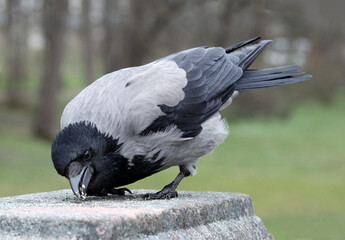 Fototapeta premium Hooded crow also called hoodie