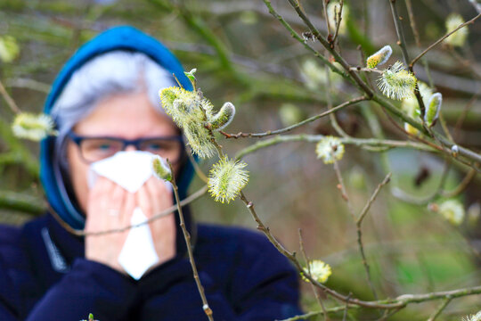 Pollen on branch of tree with woman covering face with napkin