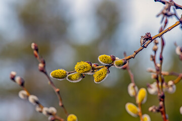 Willow branch with budding buds on a spring day