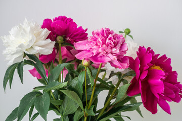 close-up photo of flowers white and pink peonies	
