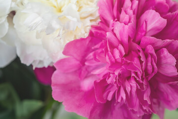 close-up photo of flowers white and pink peonies	
