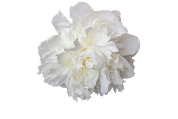 close-up photo of flowers white and pink peonies