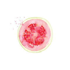 Hand Drawn Watercolor guava Fruit. Vector illustration.