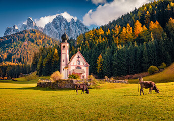 Cows on the pasture in the field with Chiesetta di San Giovanni in Ranui church. Sunny autumn scene...