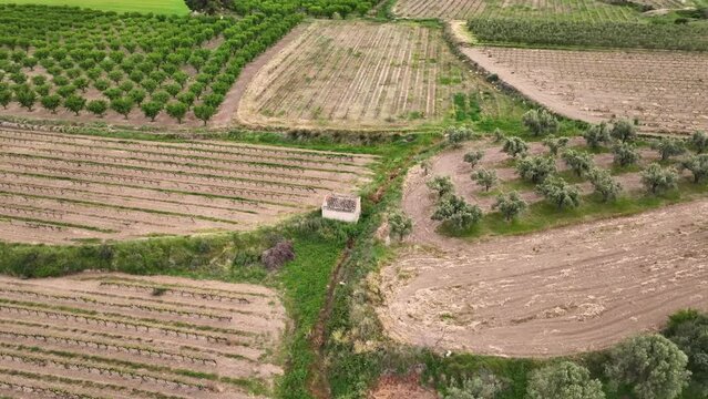 Aerial view of olive trees and vineyards. Campo de Borja. Province of Zaragoza