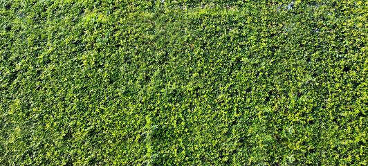 leaves texture green pattern abstract nature backgroung