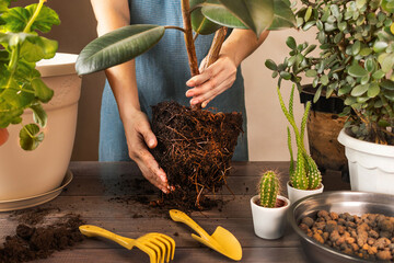 Woman Replanting Flowers and Planting Plants. Spring Houseplant Care, Waking Up Indoor Plants for Spring. Woman is transplanting plant into new pot at home. Rubber Ficus