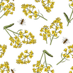 Seamless pattern with bees pollinating rapeseed