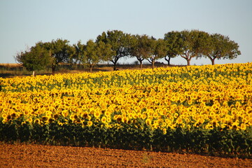 campo de girasoles