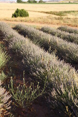 campo  de lavanda
