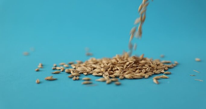 Grains of wheat poured in heap on blue background in studio. Advertising of food grown in fields. Agricultural product for making bakery slow motion